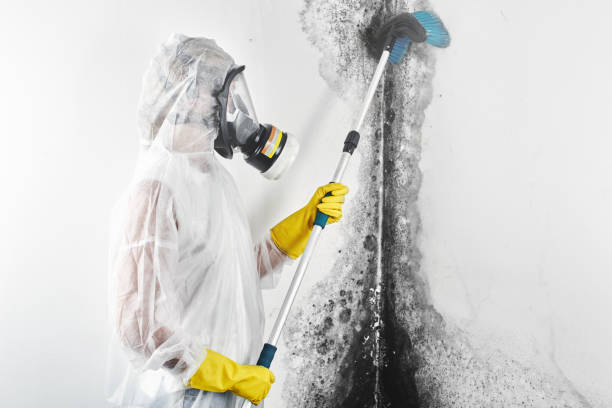 Best Mold-Related Health Consultation  in Red Oaks Mill, NY